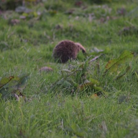 High Keenley Fell Farm Allendale ภายนอก รูปภาพ