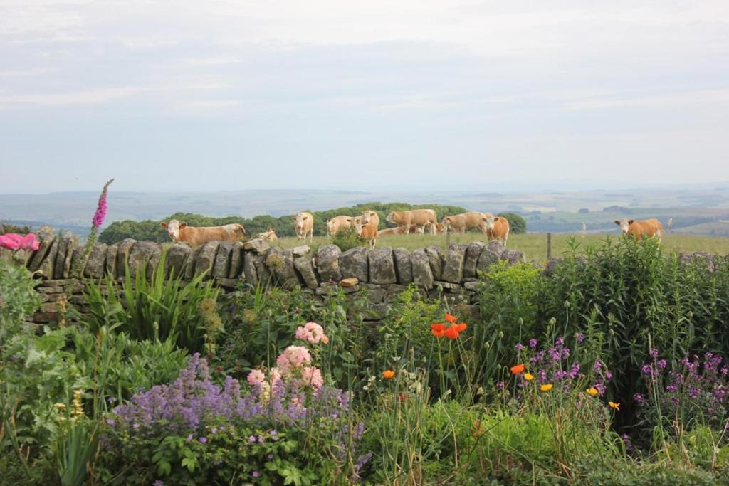High Keenley Fell Farm Allendale ภายนอก รูปภาพ