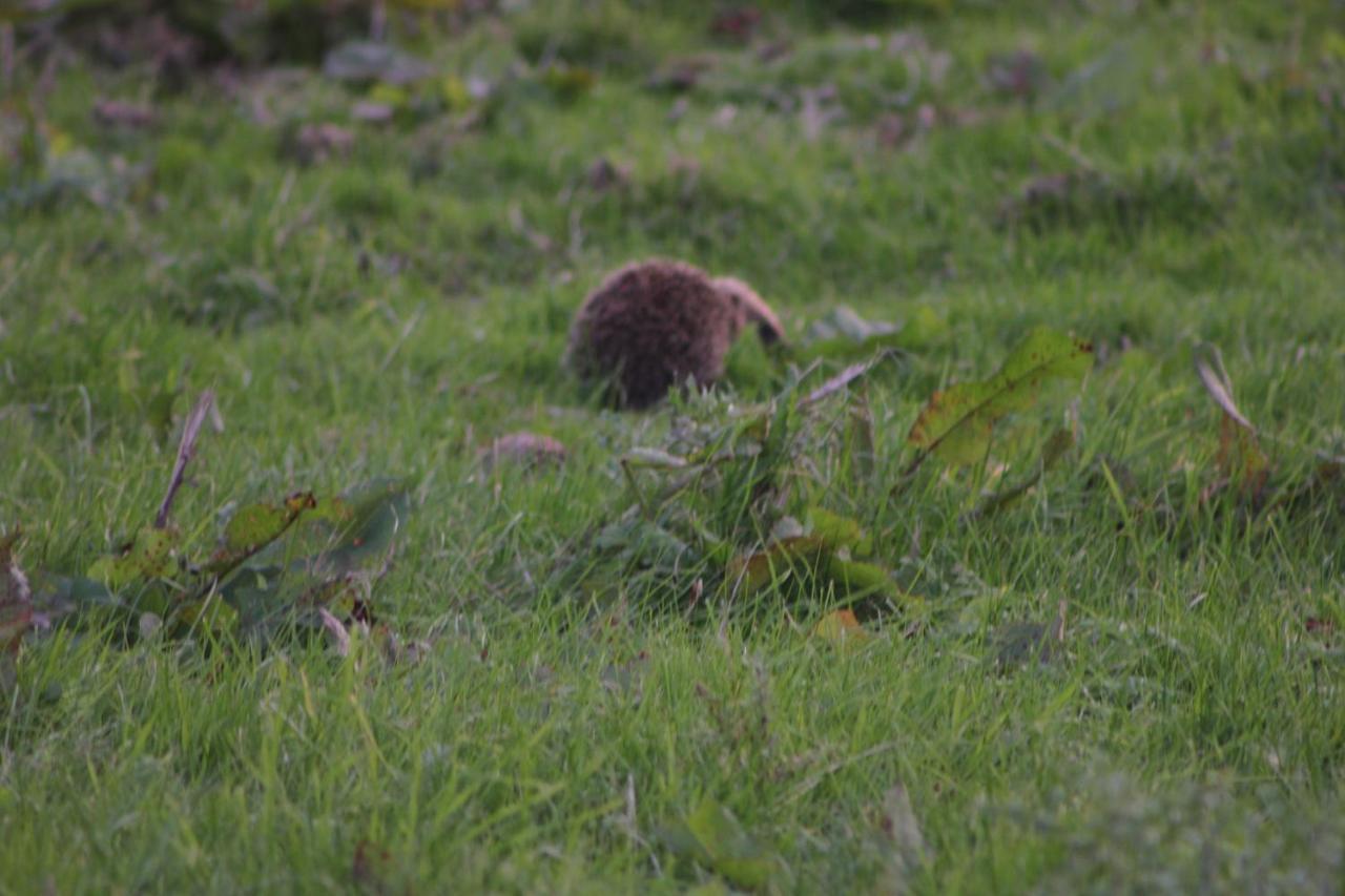 High Keenley Fell Farm Allendale ภายนอก รูปภาพ
