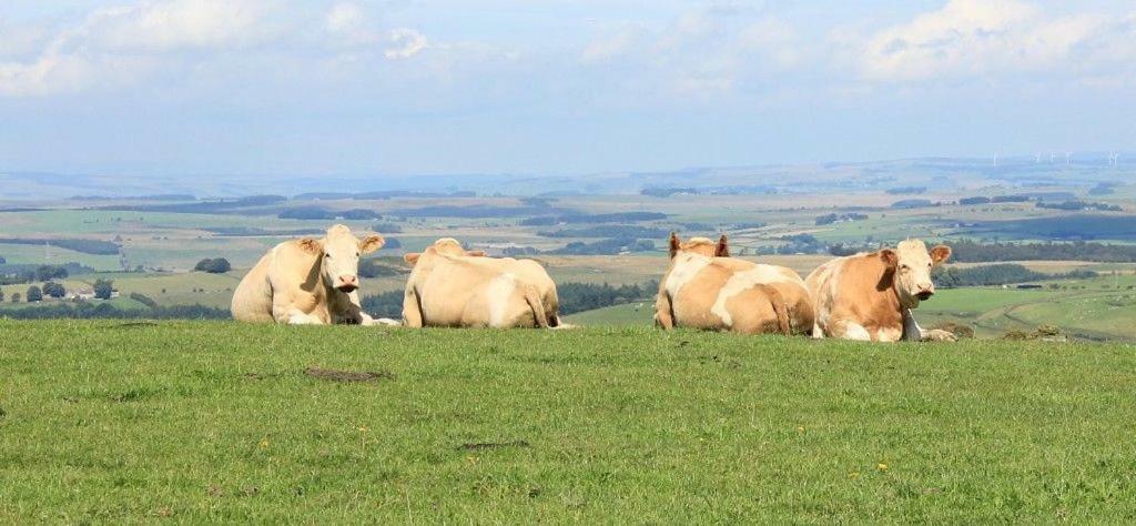 High Keenley Fell Farm Allendale ภายนอก รูปภาพ